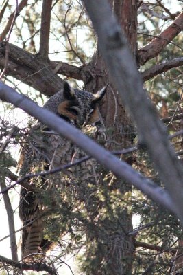 Long-eared Owl