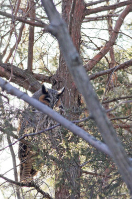 Long-eared Owl