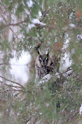 Long-eared Owl