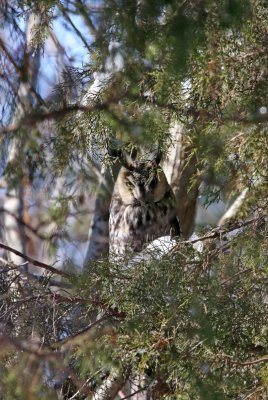 Long-eared Owl