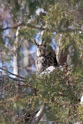 Long-eared Owl