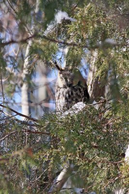 Long-eared Owl