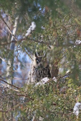 Long-eared Owl