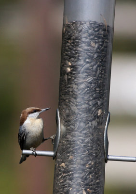 Brown Nuthatch