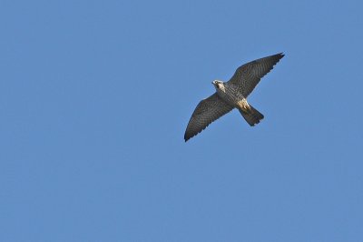 1.IMG_3536.JPG