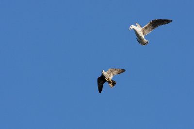 1.IMG_3540.JPG