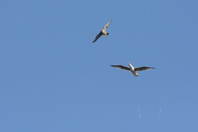1.IMG_3541.JPG