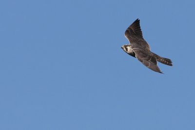 1.IMG_3545.JPG