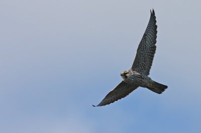 1.IMG_3548.JPG