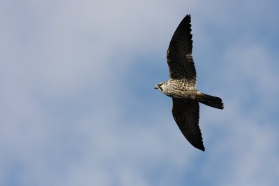 1.IMG_3550.JPG