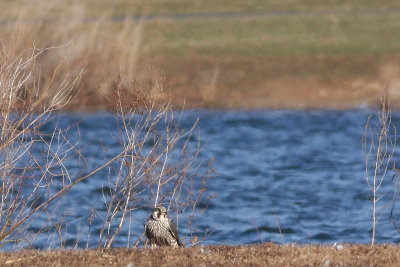 Peregrine Falcon
