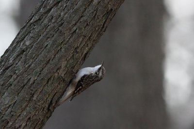 Brown Creeper