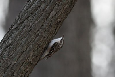 1.IMG_5067.JPG