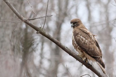 Red-tailed Hawk