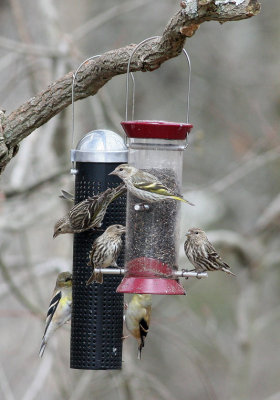 Pine Siskins and Goldfinches!