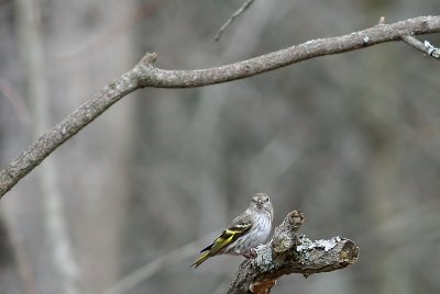 Pine Siskin