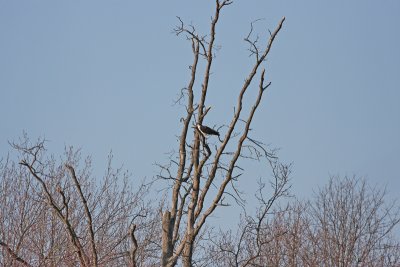 First Osprey of the season for me