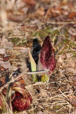 Skunk Cabbage