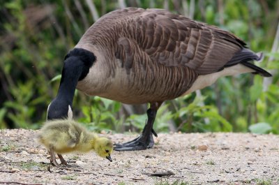 Canada Goose