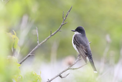 Eastern Kingbird