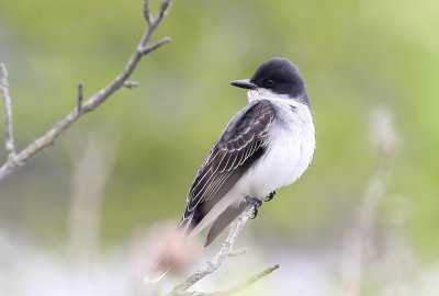 IMG_6935.JPG