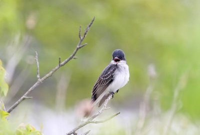 IMG_6939.JPG