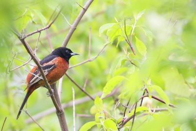 Orchard Oriole
