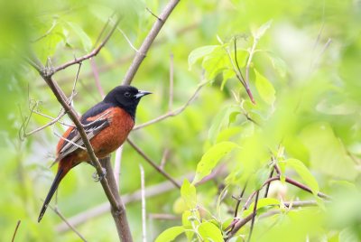 Orchard Oriole