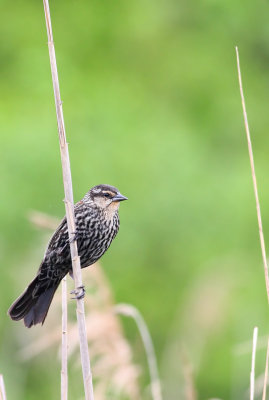 Female Red-winged Blackbird