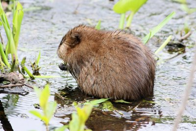 Muskrat