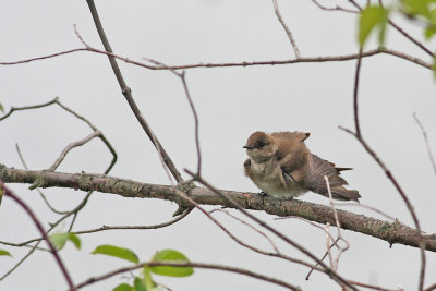Northern Rough-winged Swallow