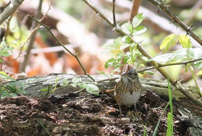 Lincoln's Sparrow