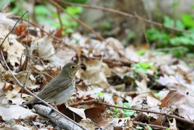 Swainson's Thrush
