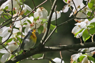 Northern Parula