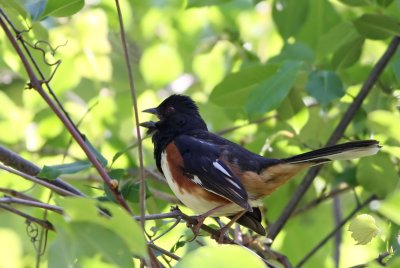 Eastern Towhee