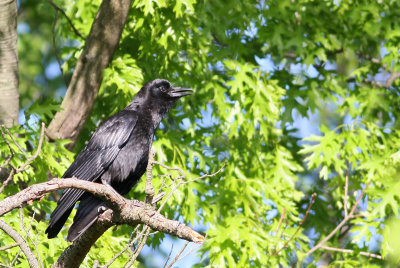 American Crow