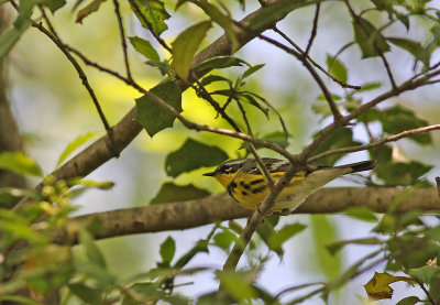 Magnolia Warbler