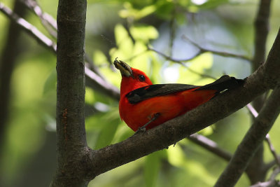 Scarlet Tanager