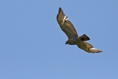 Broad-winged Hawk