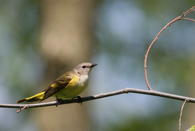 American Redstart