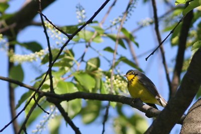 Canada Warbler
