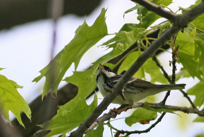 Blackpoll Warbler