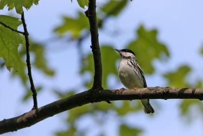 1.IMG_7627.JPG