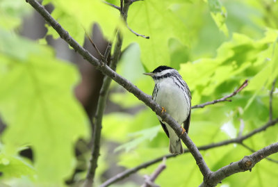 Blackpoll Warbler