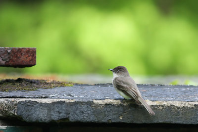 Eastern Phoebe