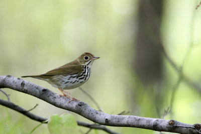 Ovenbird