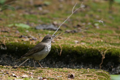 Gray-cheeked Thrush