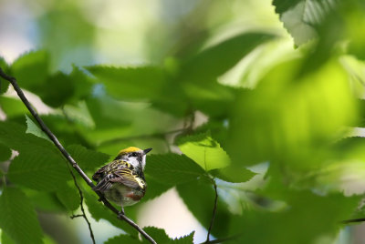 Chestnut-sided Warbler