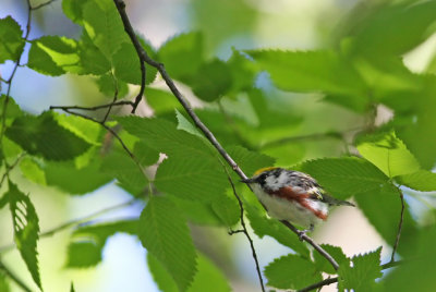 1.IMG_7837.JPG