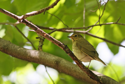Swainson's Thrush